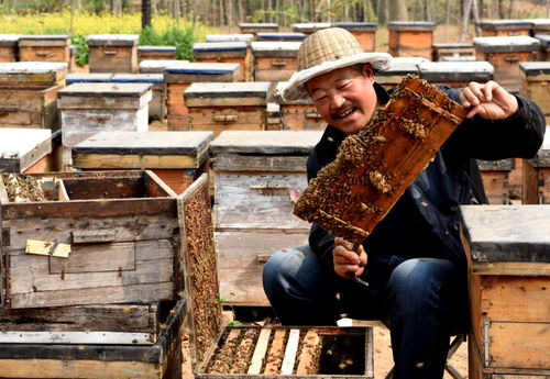 春季养蜂的好时机