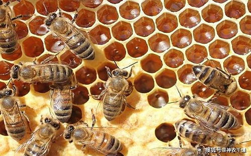 养蜂让蜜蜂多产蜂蜜的方法