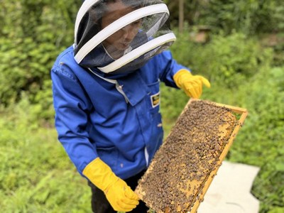 贵州岑巩:打造“勺蜜”精品 做强林下生态养蜂产业