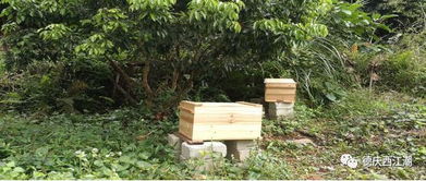 一年内德庆这条小山村竟搞起蜂蜜产供销一条龙,年产高达二万多斤,数十人开始养蜂