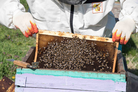 在蜂蜜提取蜂蜜的生产。工作的养蜂人。愈合养蜂业的产品。5 月,花蜂蜜