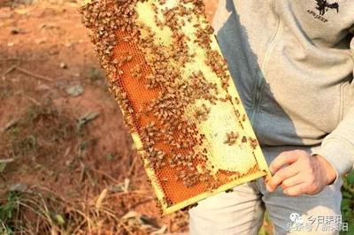 耒阳“90后”养蜂人的“甜蜜事业”