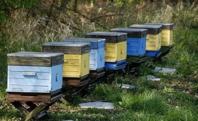 意蜂如何养殖?养蜂人坦言,技术不难,条件更重要