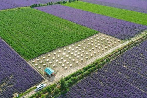 新疆新原养蜂农民专业合作社通过精准管理产品质量,注册商标