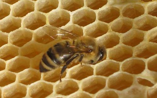 养蜂技术 - 酷蜜蜂