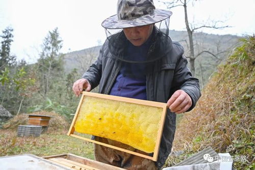 恩施一男子养蜂,年产1.2万斤蜂蜜,曾十万买3只蜂王